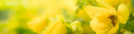 Nature of flower in garden using as cover page background natural flora wallpaper or template...