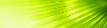 Nature of green leaf in garden at summer. Natural green leaves plants using as spring background...