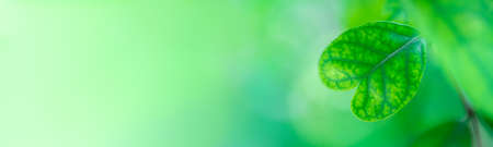 Nature of green leaf in garden at summer. Natural green leaves plants using as spring background cover page greenery environment ecology wallpaperの写真素材