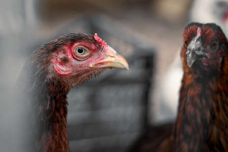 Red brown farm chickens looking curiously at camera behind fencesの写真素材
