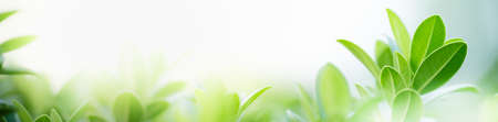 Nature of green leaf in garden at summer. Natural green leaves plants using as spring background...