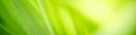 Nature of green leaf in garden at summer. Natural green leaves plants using as spring background cover page greenery environment ecology wallpaperの写真素材