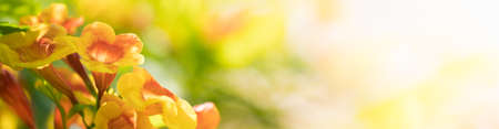 Nature of flower in garden using as cover page background natural flora wallpaper or template...
