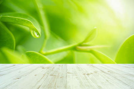Fresh green leaves nature with bokeh on empty wooden table background for product display template...