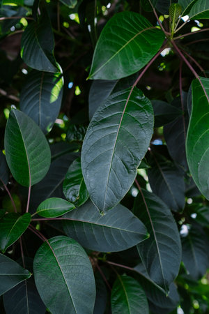 background of tree leaves in the foregroundの写真素材
