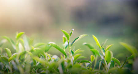 Morning green tea leaves taken under sunlight in tea garden, blurred background.
