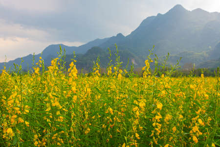 Sunhemp flowers in the field.  Blurred and soft focus of Sunhemp field with copy space and text.の写真素材
