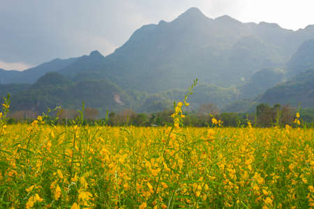 Sunhemp flowers in the field.  Blurred and soft focus of Sunhemp field with copy space and text.の写真素材
