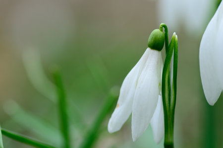 fresh snowdrops in the forest detail viewの写真素材