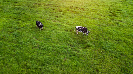two cows grazing in a meadow top view from drone aerial photographyの写真素材
