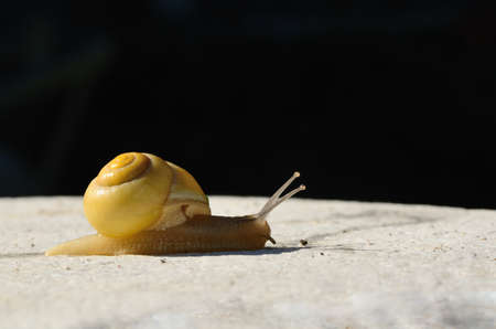 yellow snail on a stone with black background