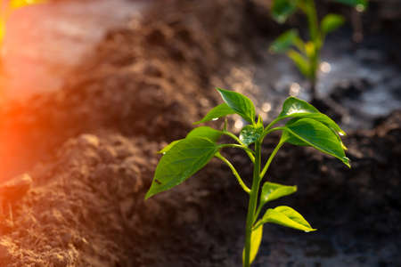young pepper in the greenhouseの写真素材
