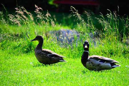 two ducks walking in the green grassの写真素材