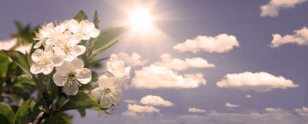 Beautiful nature scene with blooming flowers tree.