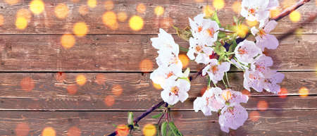 Beautiful nature scene with blooming flowers tree.の写真素材