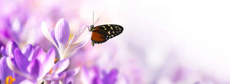Beautiful crocuses growing through snow. First spring flowersの写真素材