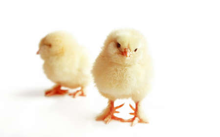 An Easter decoration with Chicken. Easter holiday concept with cute chick.