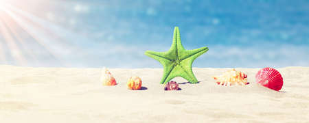 Sandy beach with beautiful starfish near sea on sunny summer day.