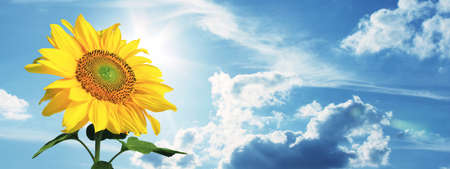 Close-up of fresh sunflower against clear blue sky