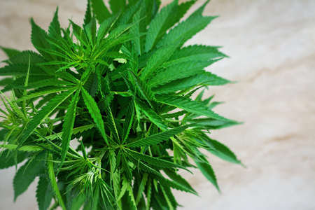 Bush of hemp on a light background. Top viewの写真素材