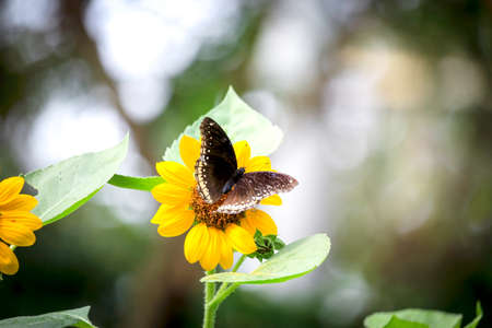 Butterfly butterfly on yellow sunflower in summer spring gardenの写真素材