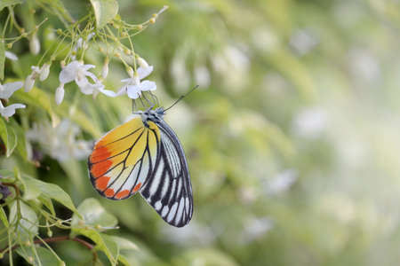 Closeup beautiful butterfly on wild water plum white flower in summer garden, monarch tiger butterfly wildlife insect in nature.の写真素材