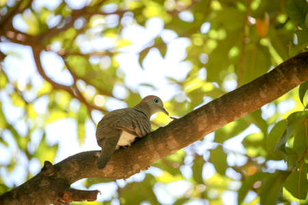 Dove bird restlessly sitting on a tree branch in green summer garden