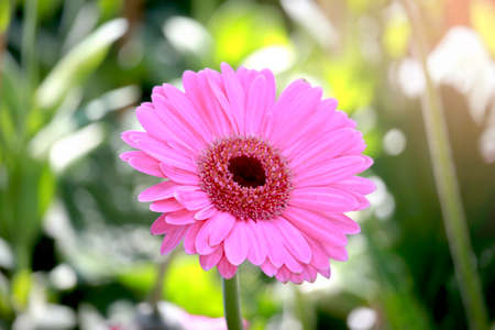 Closeup of beautiful pink gerbera flower blooming in the garden