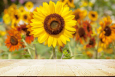 Wood Display on Sunflower fieldの写真素材