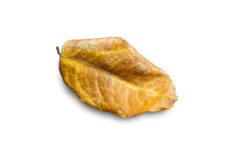 Dry leaves isolated on white background. Top view with copy space for designの写真素材