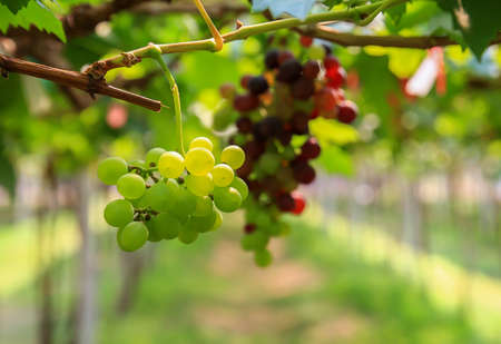 Fresh grapes in the garden with copy spaceの写真素材