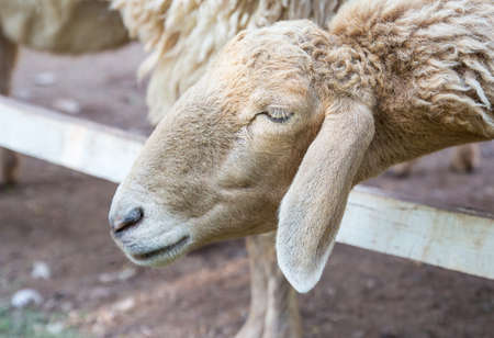 Sheep in the paddock at the farmの写真素材