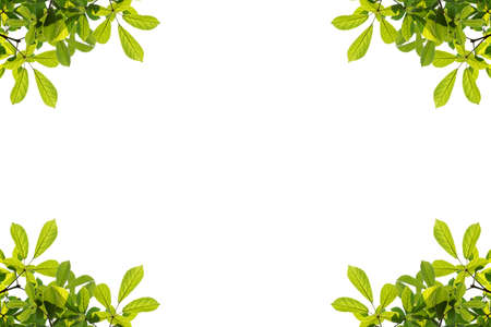 Green leaves frame isolated on white background. Copy space for design