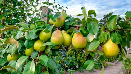 Beautiful ripe pears on a green branch, summer and natural fruits.