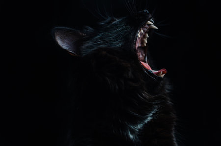 Black cat with white fangs on black background yawning opened her mouth.の写真素材