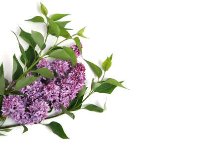 Branch of lilac with green foliage on a white background.Isolate, gift and postcard for holidayの写真素材