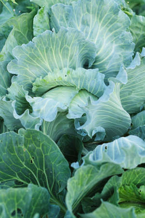 Cabbage head in green foliage in the garden, vegetables and agricultureの写真素材