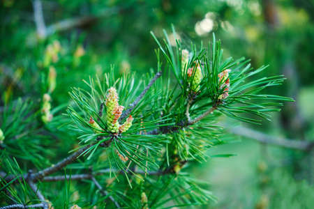 Fresh sprouted pine sprouts, a growing Christmas treeの写真素材