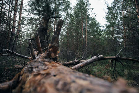 Fallen tree in a pine forest after a strong hurricane windの写真素材