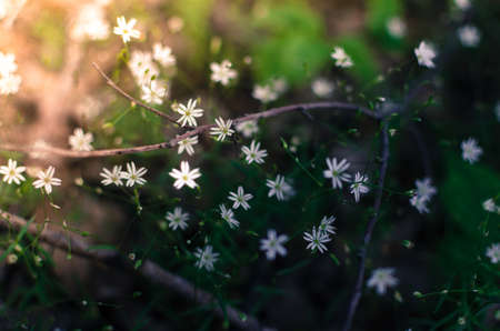 Flowers of the forest in the early morning rays of sunshineの写真素材