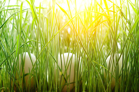 Three chicken eggs were hidden in green grass, sunlightの写真素材