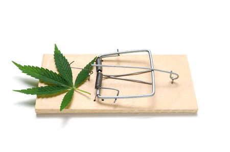 Hemp leaf on a mousetrap on a white background.Pot is a illegal drug, legalized drug.の写真素材