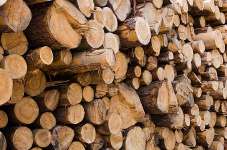 Large quantity of wood pine logs with bark