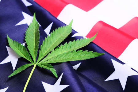 Green hemp leaf on star-spangled banner of United States of Americaの写真素材