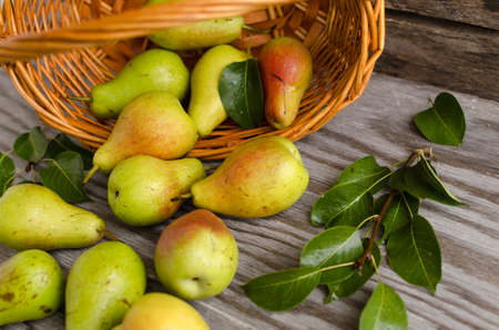 Lot of ripe pears spilled out of the basket on old wooden tableの写真素材