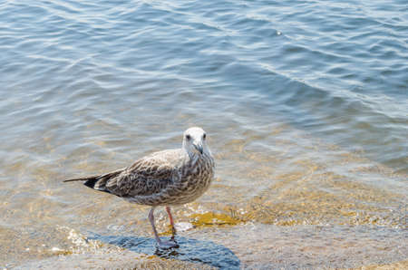 Seagull on the shore of a hot beach.The hot summer day.Wildlife.の写真素材