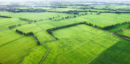 Aerial view of Green rice paddy field, farming cultivation in agricultural land at countryside....