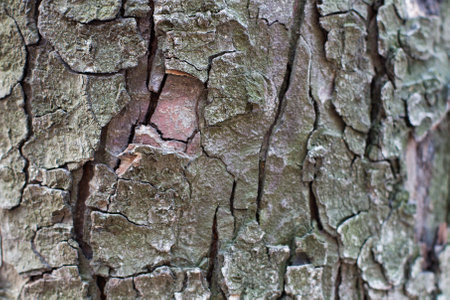 dry tree bark texture background, selective focus. Copy space. Macro mock up.