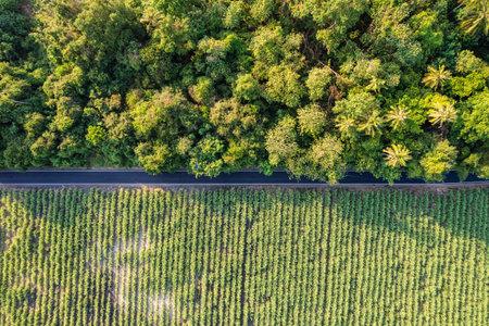 Aerial view of the green jungle with sugar cane plantation between rural road in countrysideの写真素材