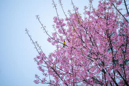 Little yellow bird hanging on Wild Himalayan Cherry tree blooming in the garden on springtime at morningの写真素材